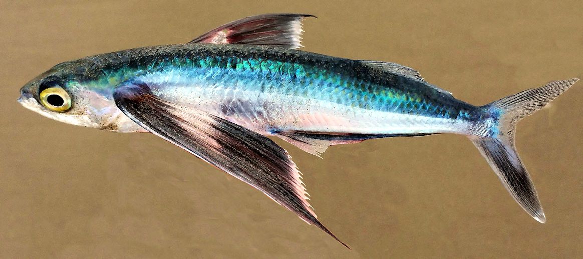 Hirundichthys speculiger_08